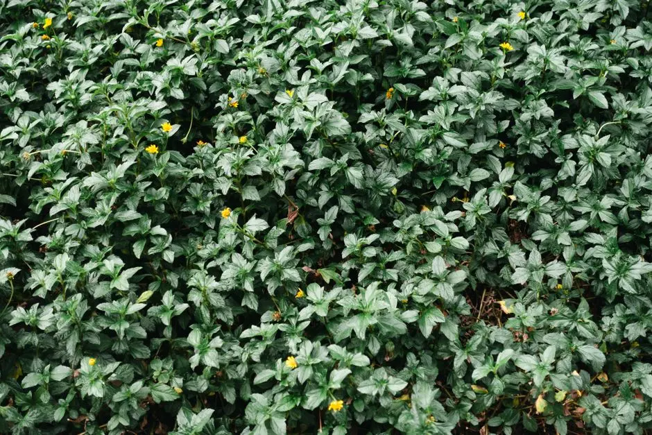 Greens & Outdoors at CASAGRAND COSMOS, Vellakinar, Coimbatore