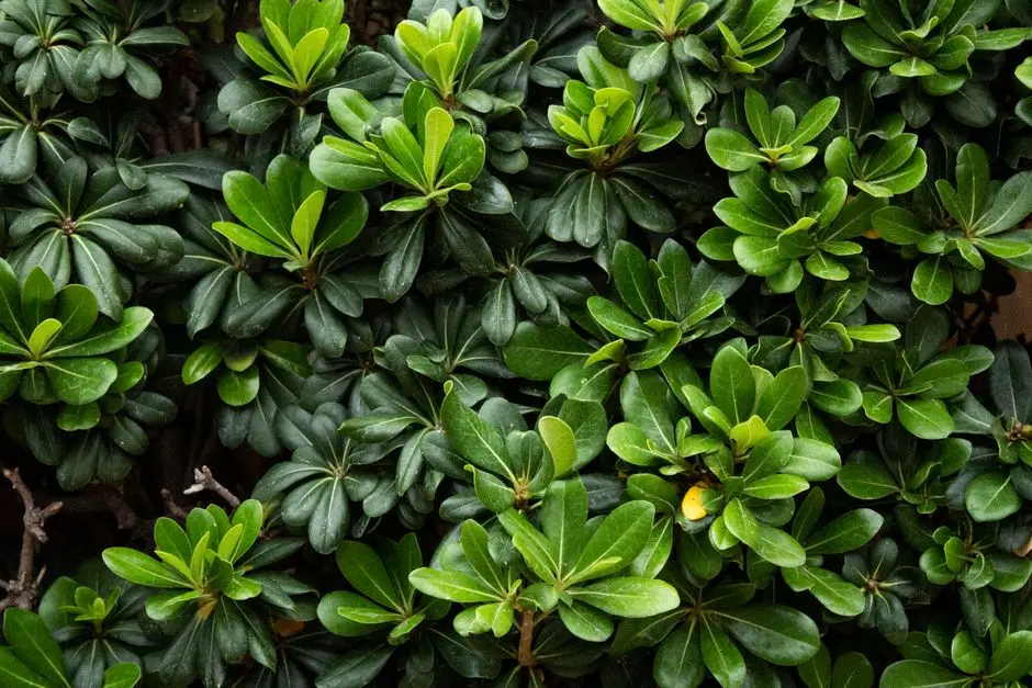 Greens & Outdoors at CASAGRAND VIVACITY, Electronic City Phase 2, Bangalore