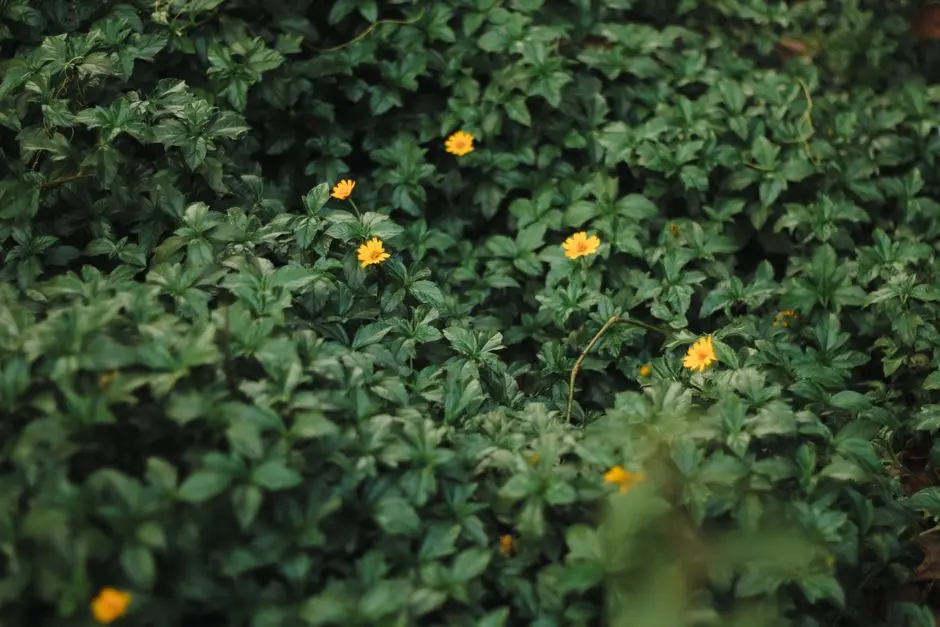 Greens & Outdoors at CASAGRAND ASCENTIA, Saravanampatti, Coimbatore