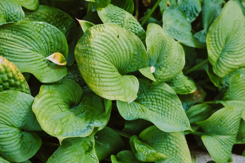 Greens & Outdoors at CASAGRAND DIOR, Kilpauk, Chennai